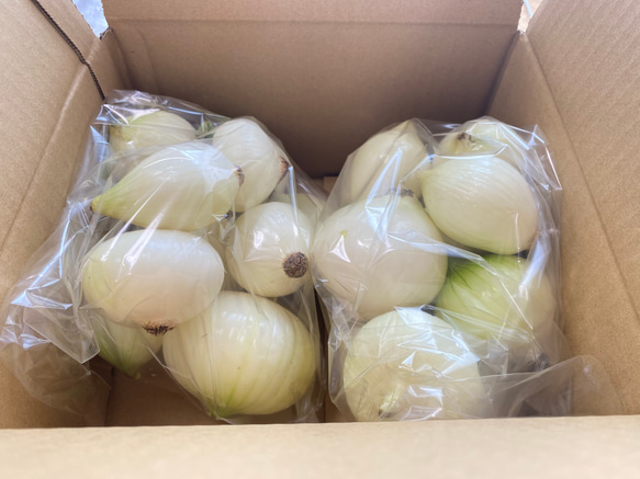 皮剥き新玉ねぎ♪箱入り5キロ(小玉50個〜55個) 野菜 kankans 通販 