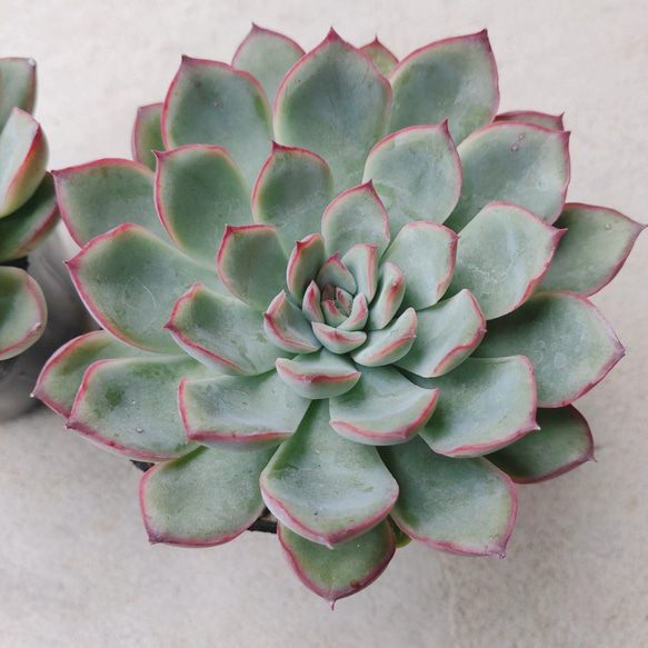 *花うらら*　プリドニス　多肉植物 1枚目の画像