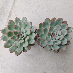 *花うらら*　プリドニス　多肉植物 3枚目の画像