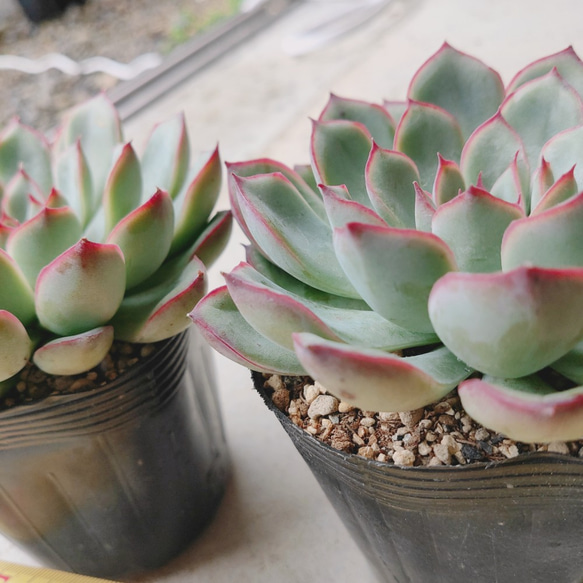 *花うらら*　プリドニス　多肉植物 4枚目の画像