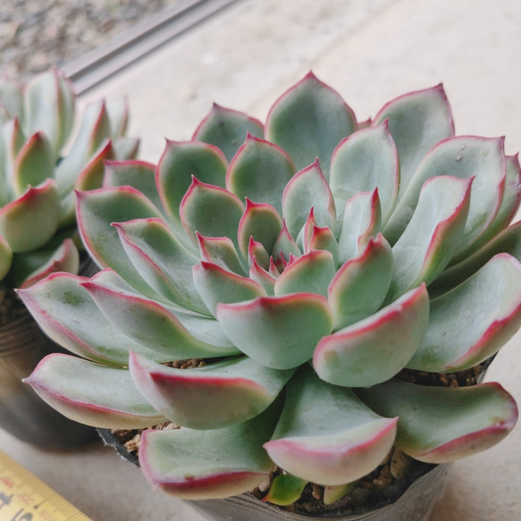 *花うらら*　プリドニス　多肉植物 5枚目の画像