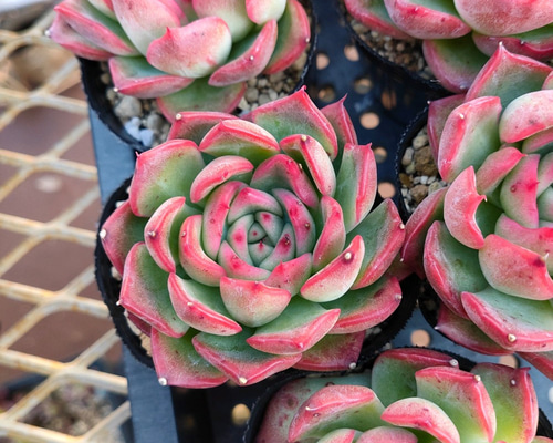 今ならほぼ即納！ 114. 多肉植物 フロリディティール 【抜き苗