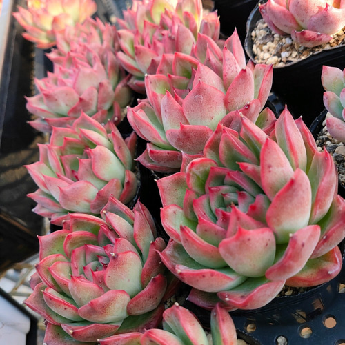 送料込み*フロリディティ* Floridity 多肉植物 フロディティール 送料込み*フロリディティ* Floridity 多肉植物 フロディティール