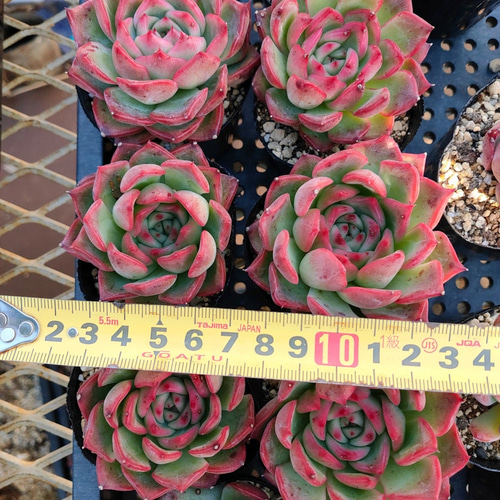 多肉植物❤️フロリディティール ❤️1頭12cm!拔き苗！三年生！セダム