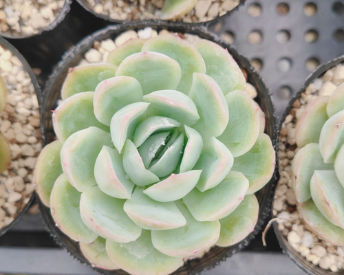 多肉植物 ♡ストロベリーアイス♡大きめ苗^^ 多肉植物 ストロベリーアイス 群生 るる農園 : るる農園 - 通販