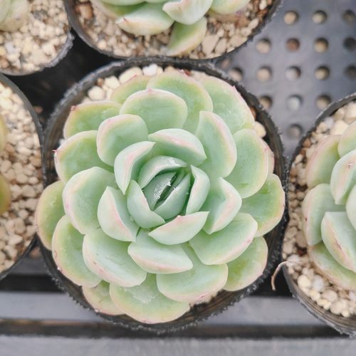 ストロベリーアイス* Strawberryice 多肉植物 多肉植物 ODECO