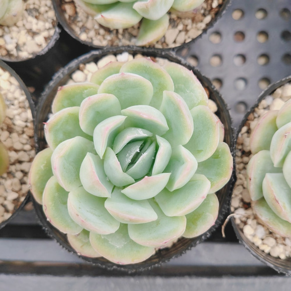 ストロベリーアイス* Strawberryice 多肉植物 多肉植物 ODECO 通販