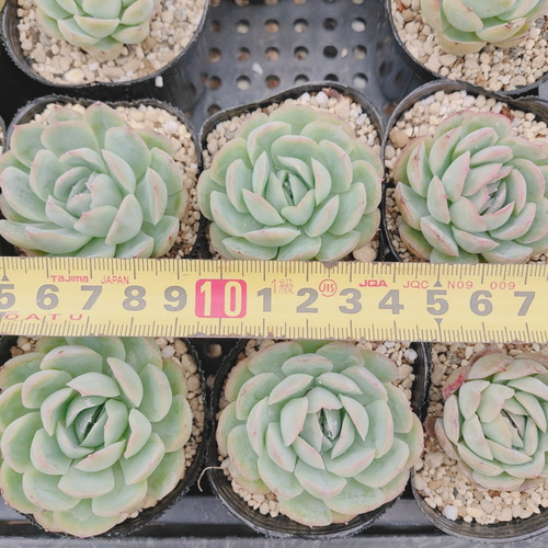 No.348 ❁ストロベリーアイス❁ 抜き苗 多肉植物 寄せ植え 農園直売 多肉植物 寄せ植え エケベリア属 ストロベリーアイス