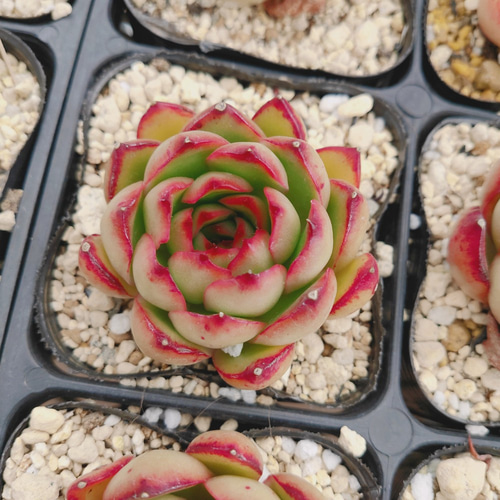 レッドモラン* Red Moran 多肉植物 韓国苗 多肉植物 ODECO 通販  