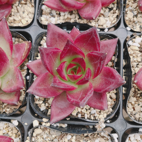 送料込み*ローズフィンチ* Rose Finch 多肉植物 韓国苗 多肉植物