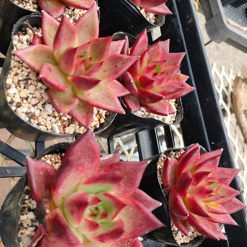 送料込み*ローズフィンチ* Rose Finch 多肉植物 韓国苗 多肉植物
