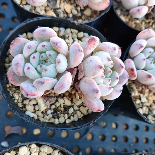 多肉植物 ビアンテ　双頭 エケベリア ビアンテ（抜き苗） | 多肉植物のネットショップ ST Farm