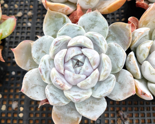 0_d6e7b70cd262755de2edc64cce4d