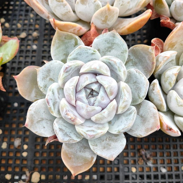 おまとめ中！39SALE！多肉植物^o^   スノーバニー 楽天市場】【当店農場生産】○多肉植物 エケベリア スノーバニー