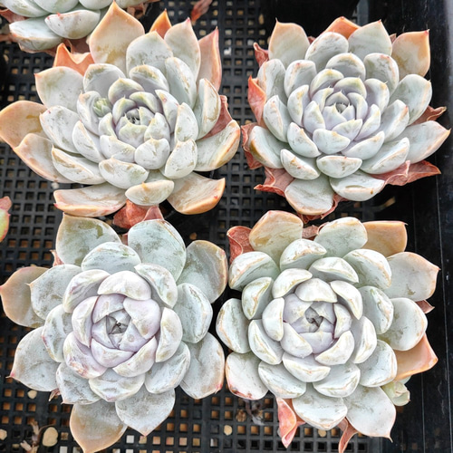 送料込み*Snow Banny* スノーバニー 多肉植物 ODECO 通販 12781948