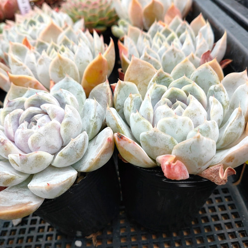 送料込み*Snow Banny* スノーバニー 多肉植物 ODECO 通販