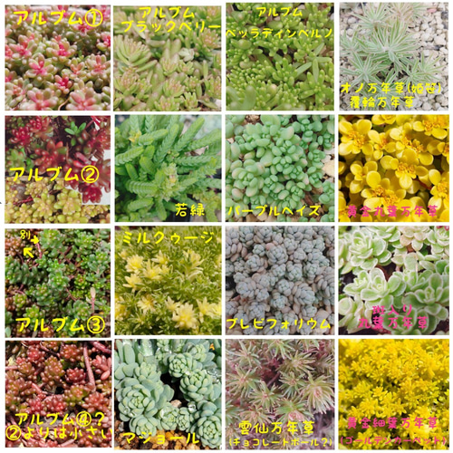 追加あり　セダム(*´ω｀*)さん専用 楽天市場】多肉植物 hstセダム ピンクベリー 多肉植物 星つぶやさん苗