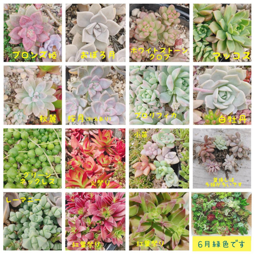 セダム 多肉植物 30種類以上 カット苗 セット 小* 送料込み アート