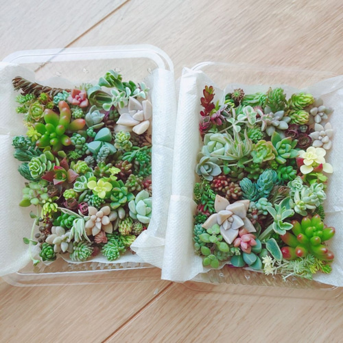 セダム 多肉植物 30種類以上 カット苗 セット 小* 送料込み