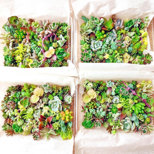 多肉植物　セダム3点カット苗セット(カットに付き根っこ有りません) Amazon｜【セダム】お得な3個セット 多肉植物 グランドカバー
