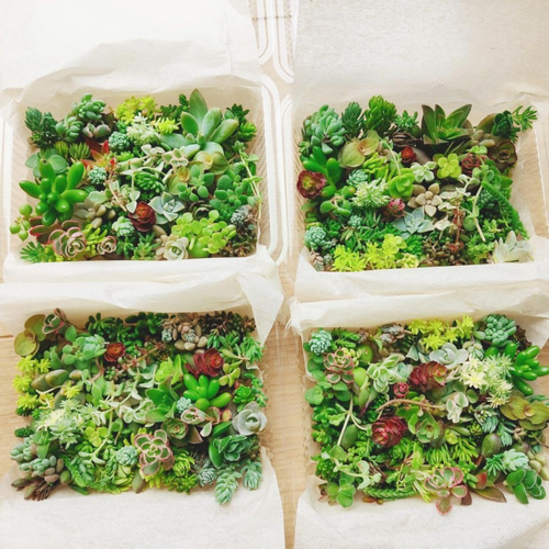 1苗❣️ゼリーオレンジ❣️ランダム配送 カット苗 寄せ植え 多肉植物 1苗❣️ゼリーオレンジ❣️ランダム配送 カット苗 寄せ植え 多肉