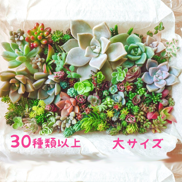 セダム 多肉植物 30種類以上 カット苗 セット 大パック* 送料 セダム 多肉植物 30種類以上 カット苗 セット 大パック* 送料