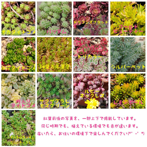 セダム 多肉植物 30種類以上 カット苗 セット 大パック* 送料 セダム 多肉植物 30種類以上 カット苗 セット 大パック* 送料