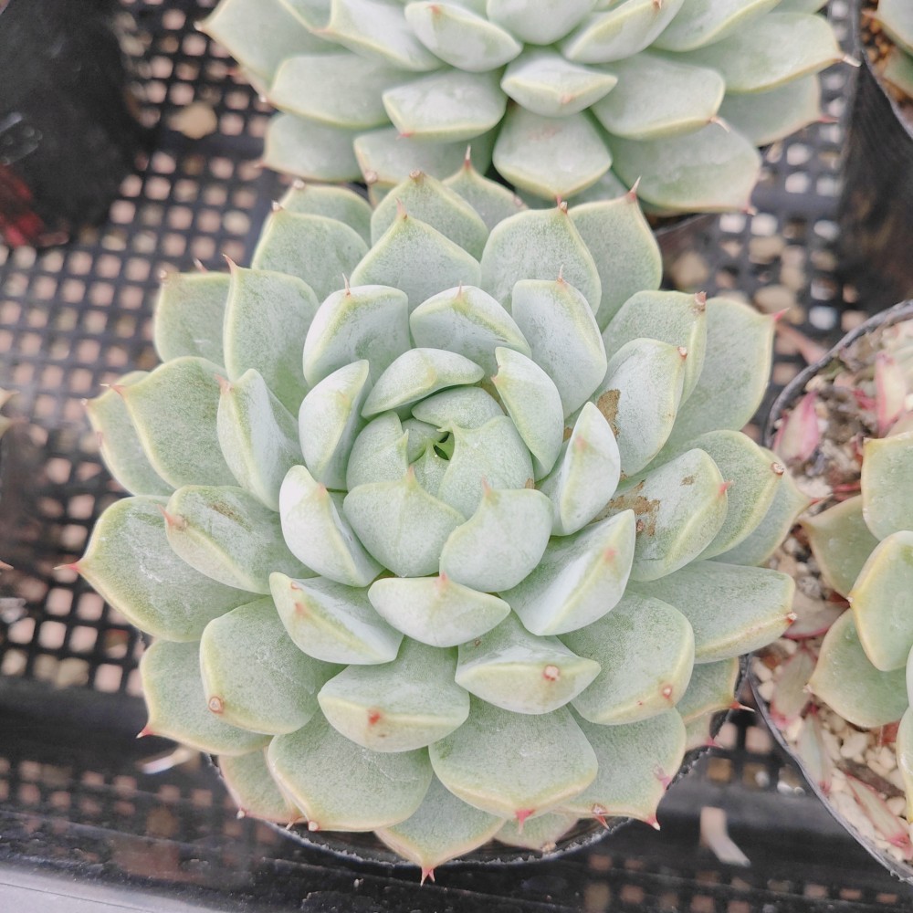 韓国苗 ティッピー×ベンバディス ベンバディス×ティッピー* 多肉植物