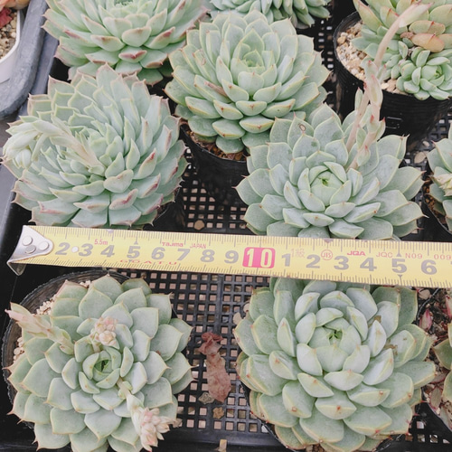 ティッピー×ベンバディス 韓国苗 【公式通販】