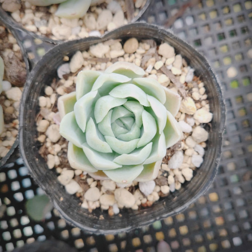 ヒューミリス* Hughmillus 多肉植物 韓国苗 アートフラワー ODECO 通販 