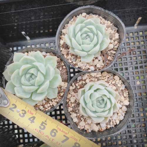ヒューミリス* Hughmillus 多肉植物 韓国苗 アートフラワー ODECO 通販 