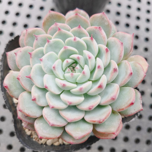ホワイトミニマ* 多肉植物 韓国苗 多肉植物 ODECO 通販｜Creema 