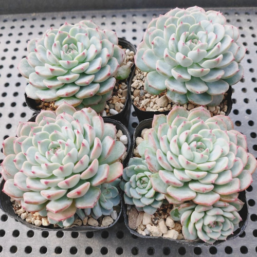 ホワイトミニマ* 多肉植物 韓国苗 多肉植物 ODECO 通販｜Creema 