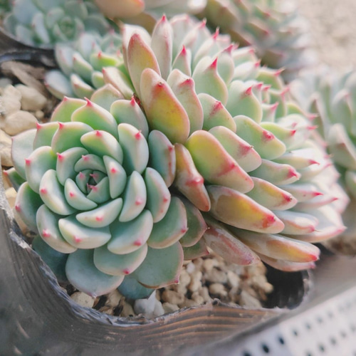 ホワイトミニマ* 多肉植物 韓国苗 多肉植物 ODECO 通販 9803082