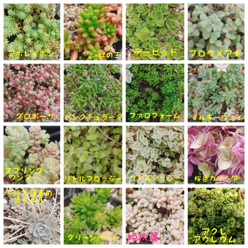 多肉植物⭐小さなカット苗たち⭐Ｄ⭐ d.多肉植物✨カット苗セット☘️交配実生入り サービス品 - メルカリ