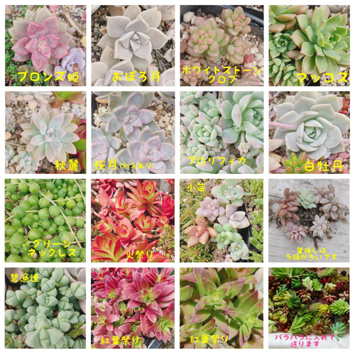 セダム 多肉植物 30種類以上 カット苗 セット 小* 送料込み