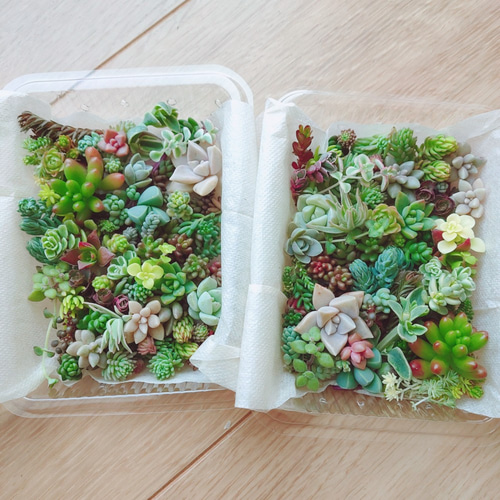 多肉植物とセダムのカット苗　詰め合わせ ☆多肉植物 セダムカット苗詰め合わせ⑥ - メルカリ