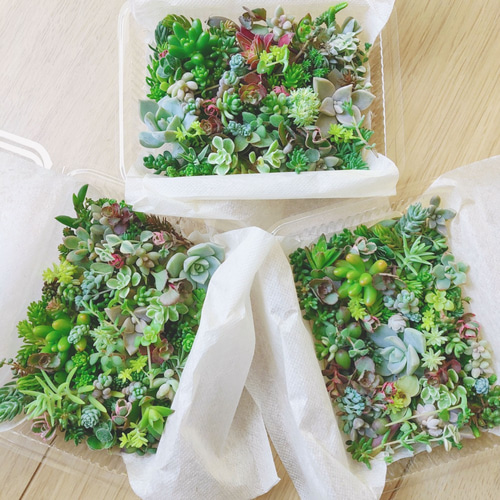 多肉植物とセダムのカット苗　詰め合わせ ご購入後のカット】 多肉植物 セダム カット苗 詰め合わせ 寄せ