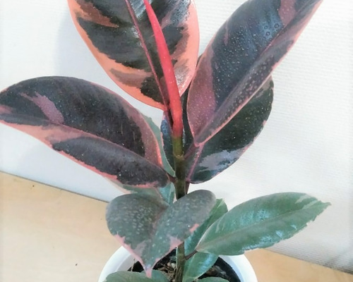 ゴムの木曲がりフィカスベリーズ赤ゴム 0_5629ebcfde1f5482ba89de10cb11