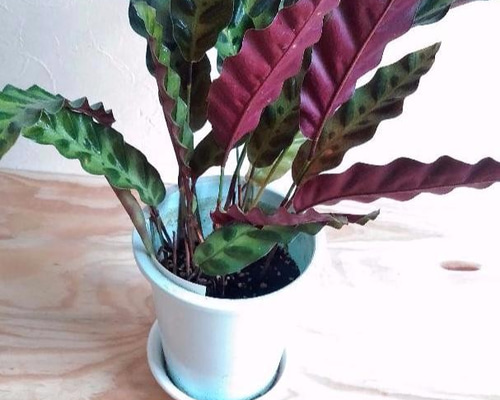 観葉植物♡カラテア*インシグニス♡ アートフラワー はる☆ 通販
