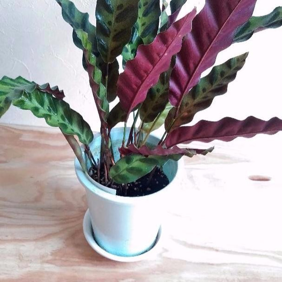 観葉植物♡カラテア*インシグニス♡ アートフラワー はる☆ 通販