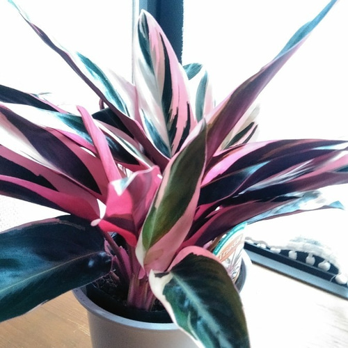 レア観葉植物☆カラテア・トリオスター☆ アートフラワー はる