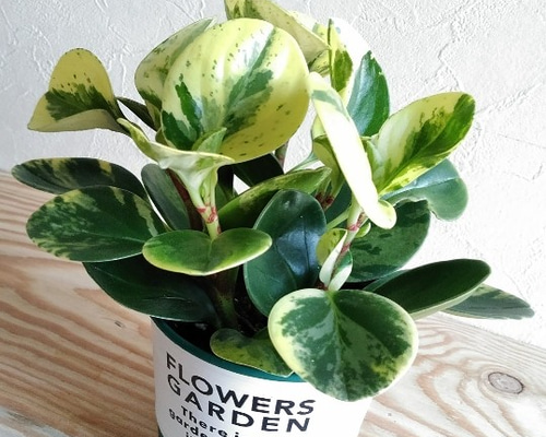 ☆mini観葉植物☆斑入りペペロミア*゜* アートフラワー はる☆ 通販
