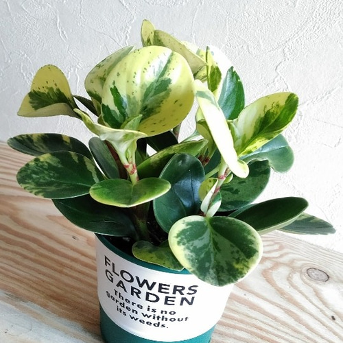 ☆mini観葉植物☆斑入りペペロミア*゜* アートフラワー はる☆ 通販