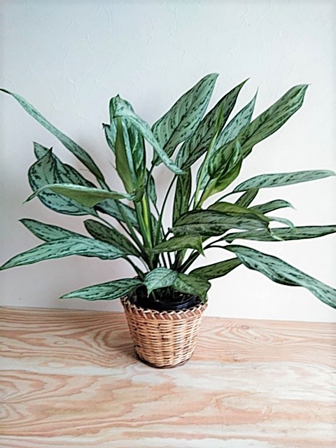 アグラオネマ　シルバークイーン　6号　　観葉植物 観葉植物 アグラオネマ シルバークイーン（6号鉢）｜HanaPrime