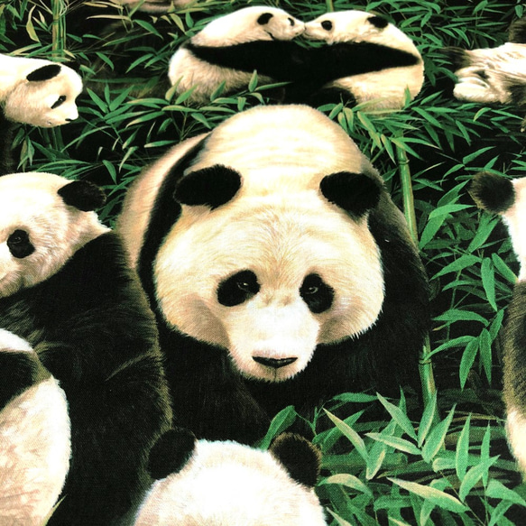 國產布料光滑熊貓圖案布料 第1張的照片