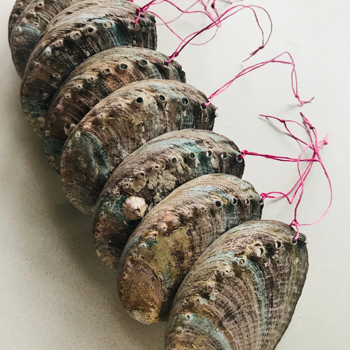 クロアワビ(自然)【約13～15cm/3枚】 En: Haliotis discus