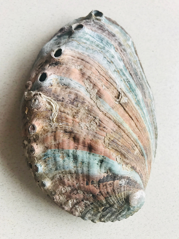 天然貝 活ほっき貝 超特大 お刺身 3kgセット 殻付 冷蔵 北海道産