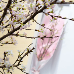 可愛い色で包んだ、さくらの枝のラッピング　おうちお花見に最適　桜の枝 50cm × 2本セット 2枚目の画像