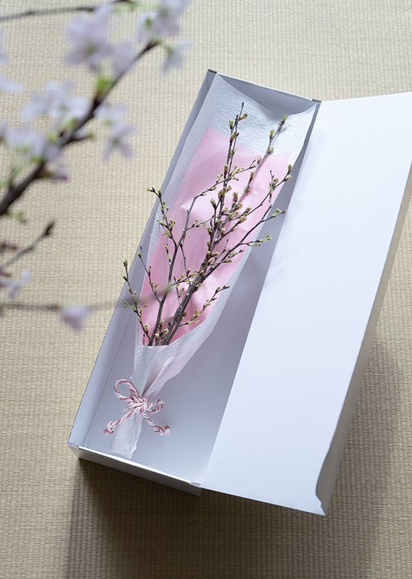 可愛い色で包んだ、さくらの枝のラッピング　おうちお花見に最適　桜の枝 50cm × 2本セット 3枚目の画像